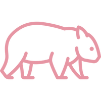 A minimalist pink line drawing of a wombat in profile on a solid black background.